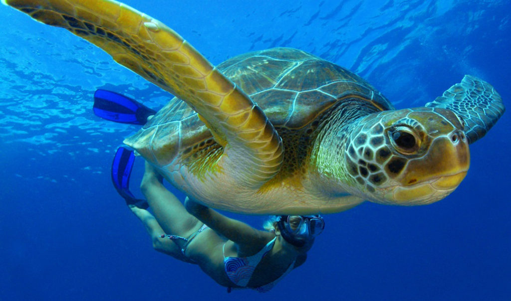 buceo-tortuga-maldivas