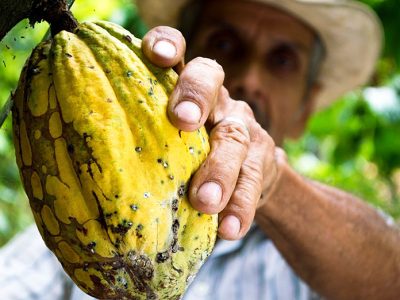 cacao-venezolano-1
