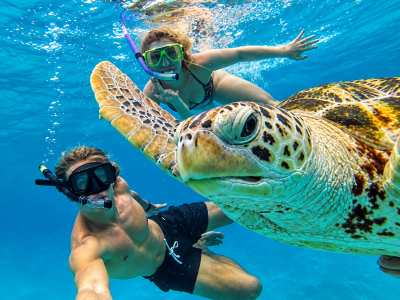 tortuga-los roques